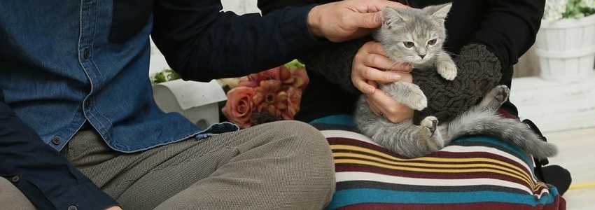 離婚する時、飼っていたペットの扱いはどうなる?