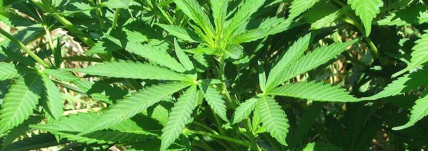 元女優が大麻所持の疑いで逮捕。大麻取締法とは?